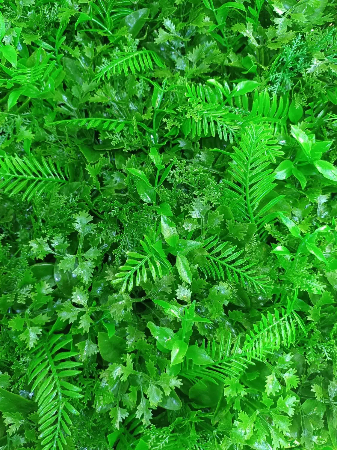 گرینوال ۵۰×۵۰|گل مصنوعی|شیراز, اصلاح‌نژاد|دیوار