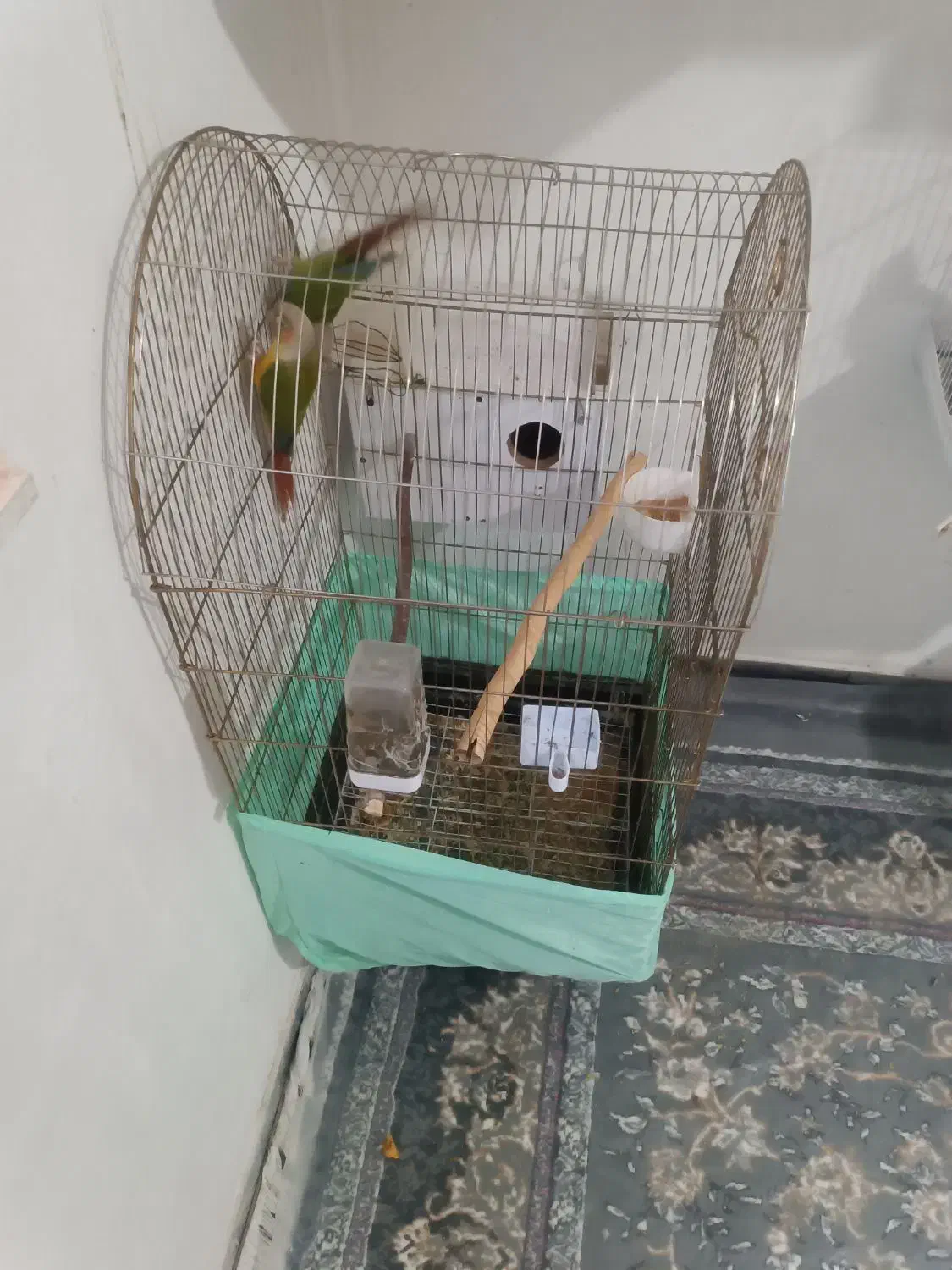 جفت گرین چیک|پرنده|قائن, |دیوار