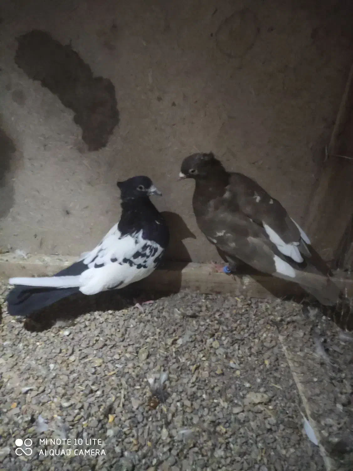 ۷ عدد کفتر|پرنده|قائن, |دیوار