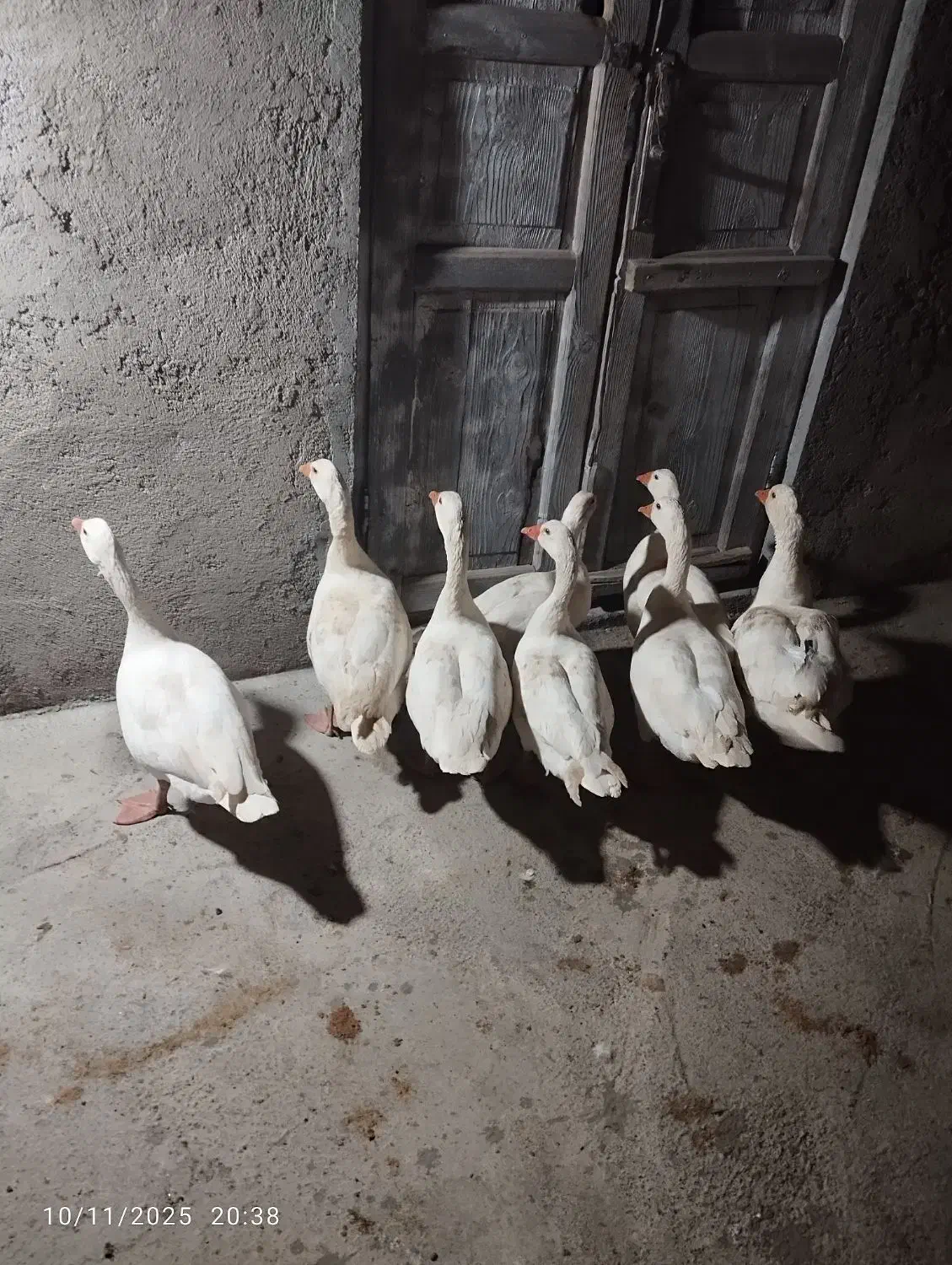 ۸عدد غاز محلی جوان|حیوانات مزرعه|سیمین شهر, |دیوار