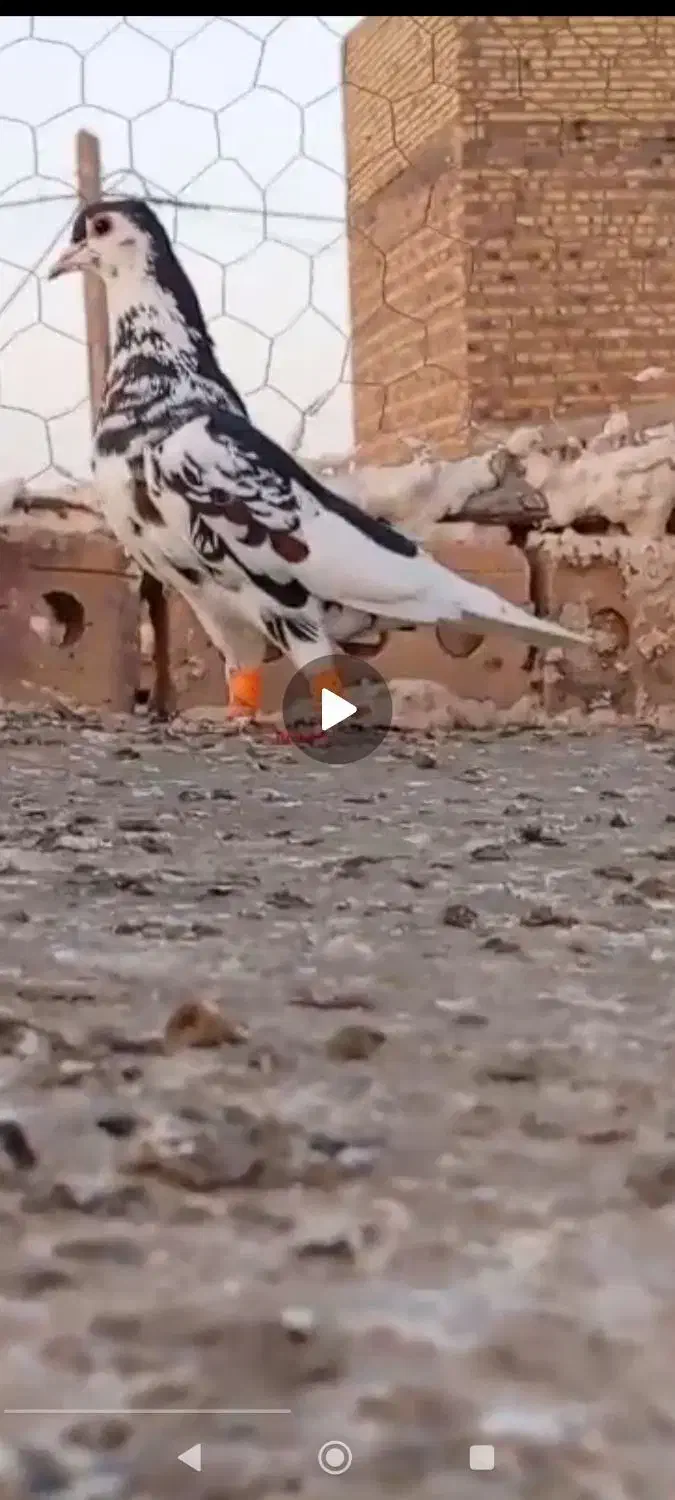 کبوتر خوشکل طوقی ،ساده افشون|پرنده|تربت جام, جامرود|دیوار