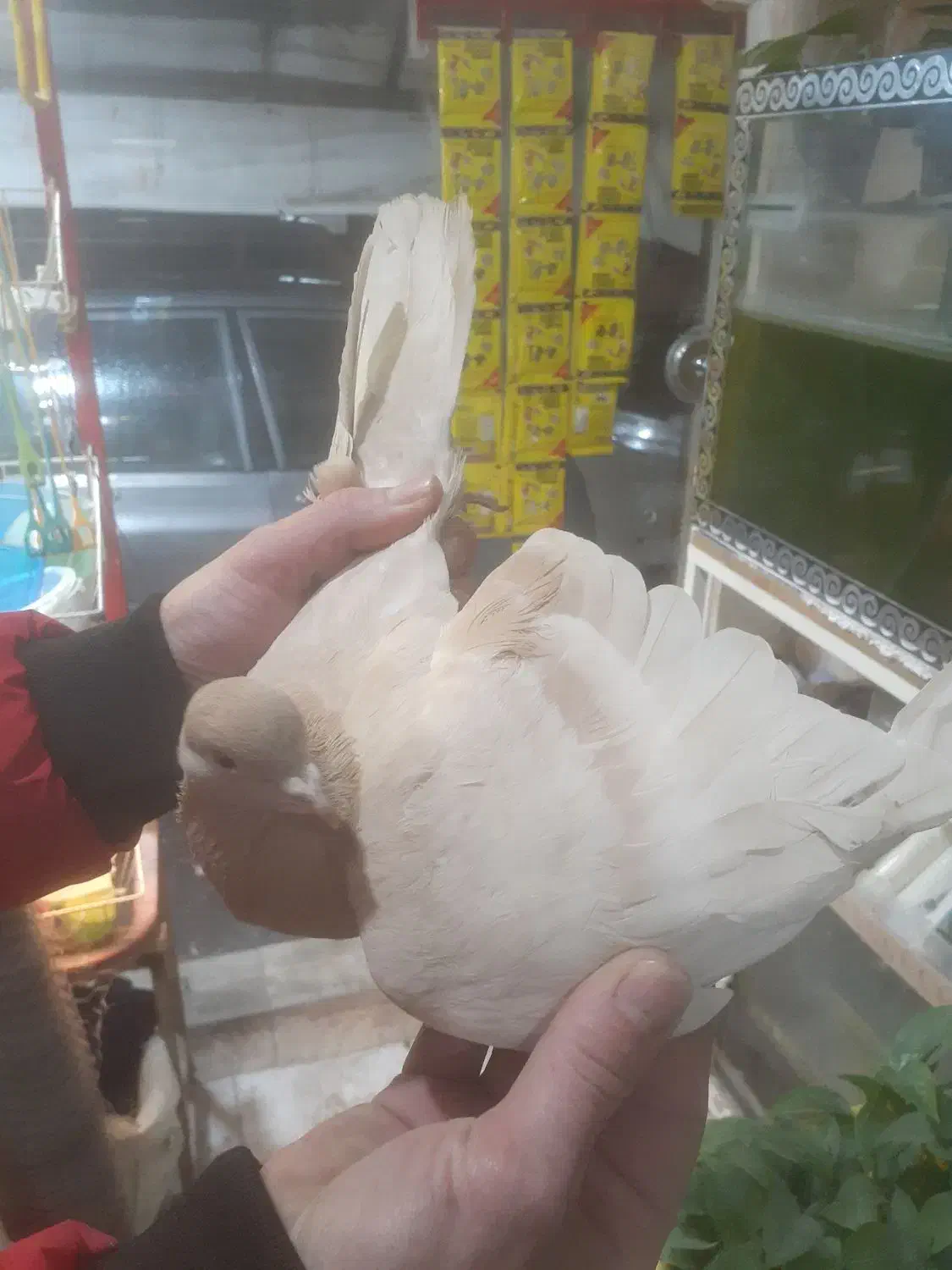 کبوتر اث|پرنده|رشت, جهاد|دیوار