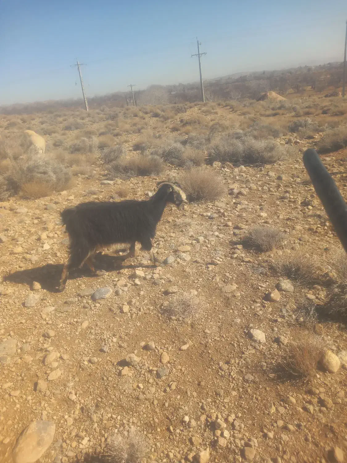 فروش ۱ راس بز|حیوانات مزرعه|پشتکوه (فارس), |دیوار