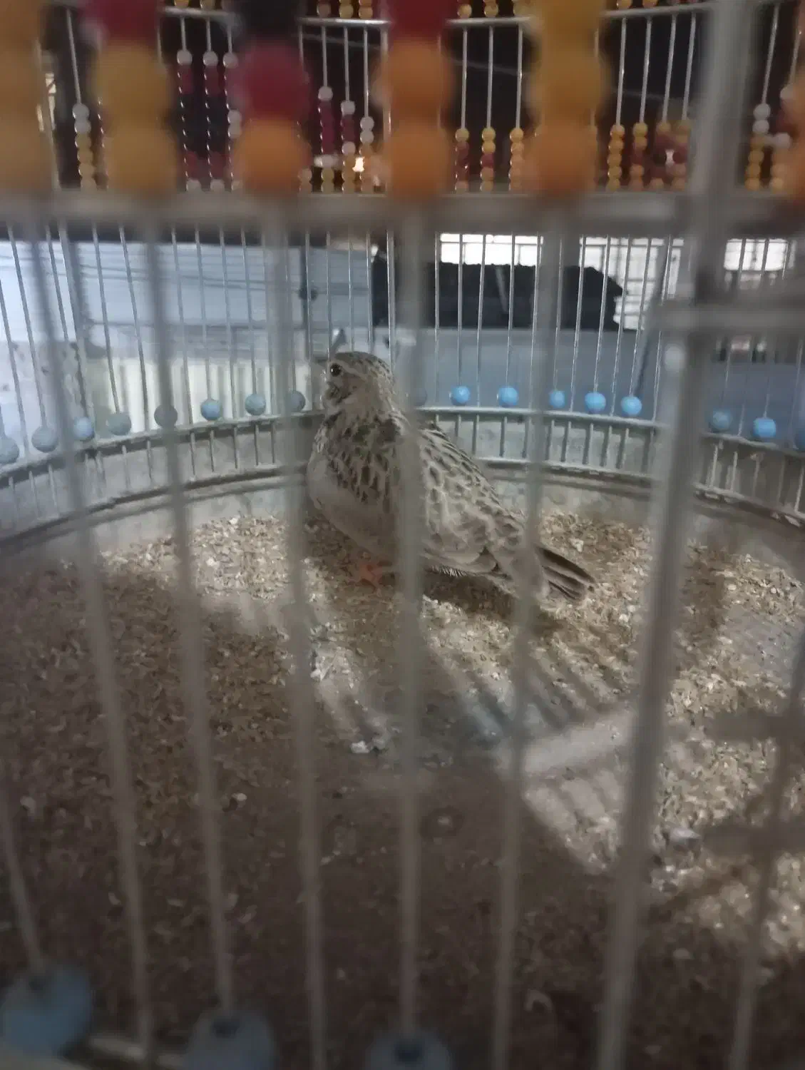 کفتر پرشی|پرنده|نیشابور, شهید بهشتی|دیوار