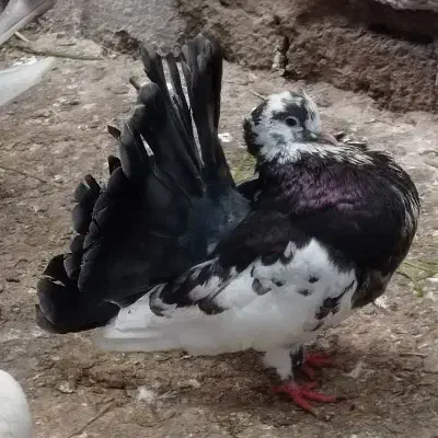 کبوتر دم چتری نر فقط|پرنده|لنگرود, |دیوار