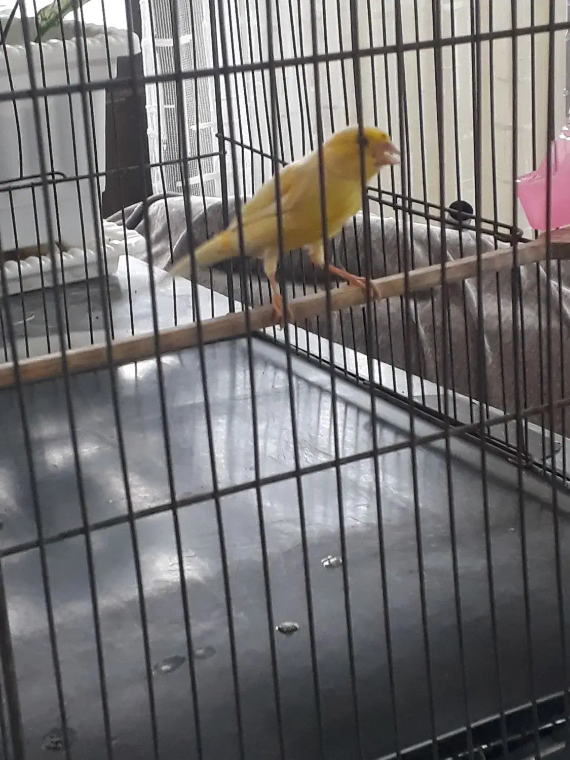 قناری ماده|پرنده|اردبیل, |دیوار