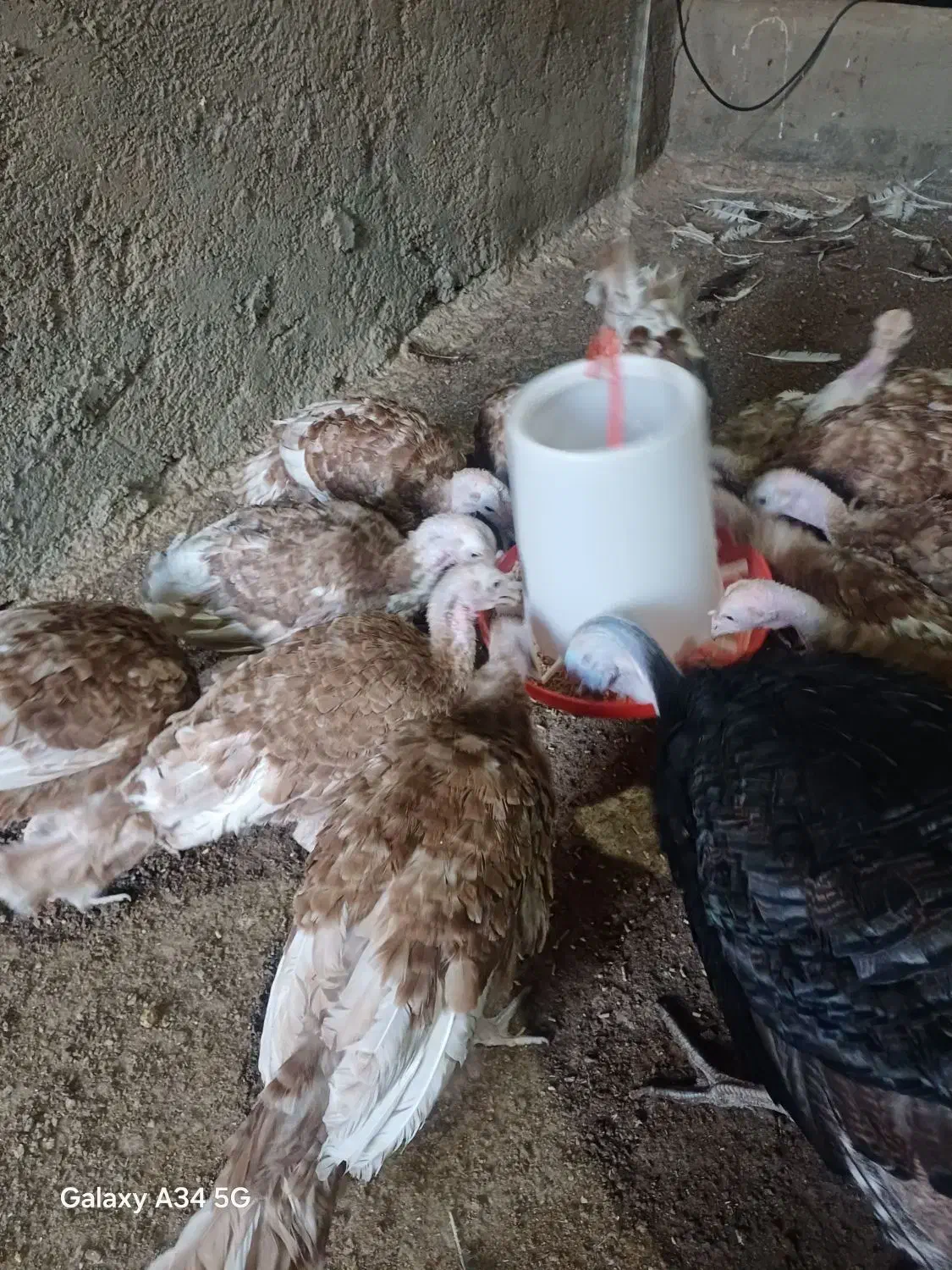 بوقلمون بوربون|حیوانات مزرعه|ابهر, |دیوار