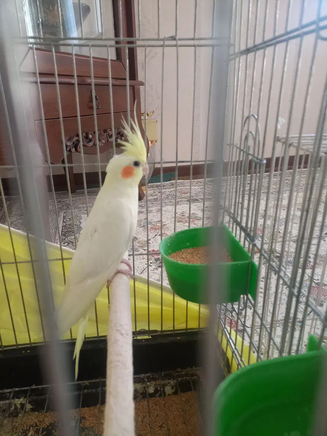 عروس هلندی مولد|پرنده|قیدار, |دیوار