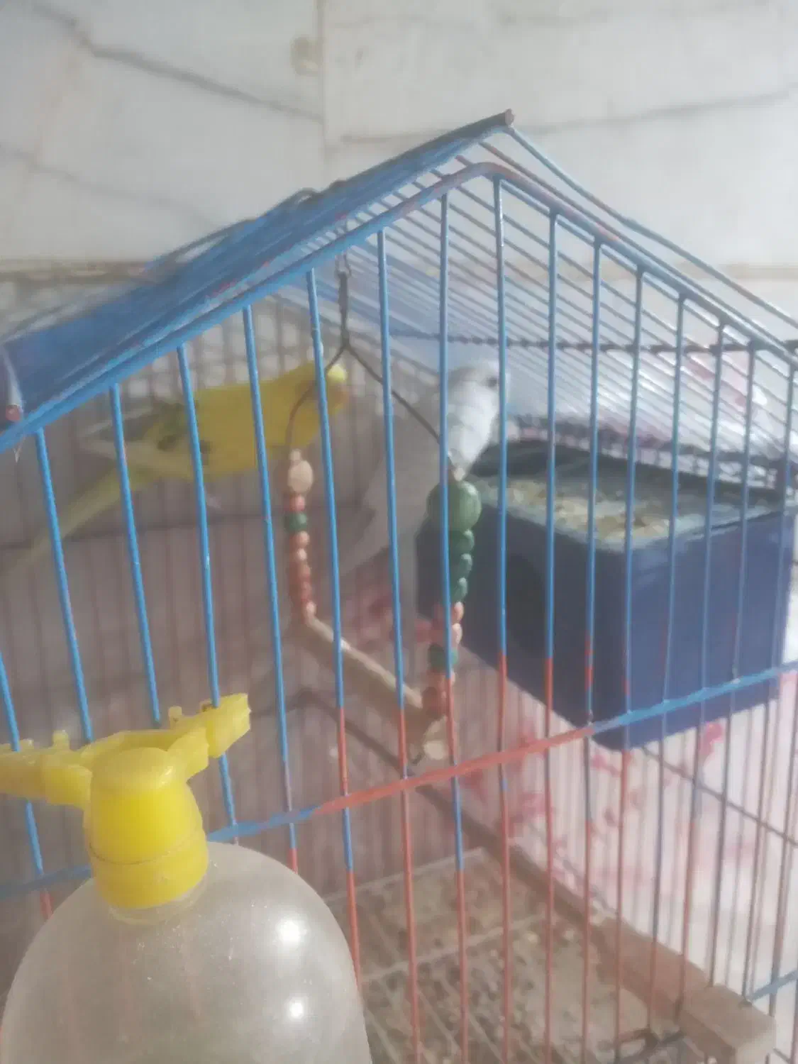 مرغ عشق|پرنده|تهران, ابوذر|دیوار