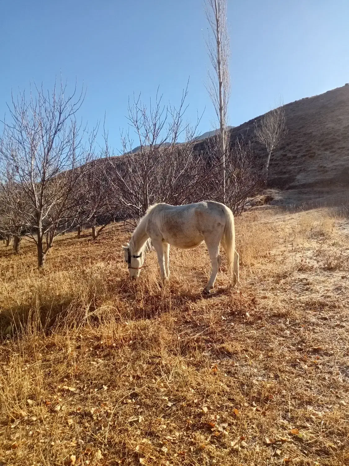 اسب مادیان نژاد کُرد|اسب و تجهیزات اسبسواری|خلخال, |دیوار
