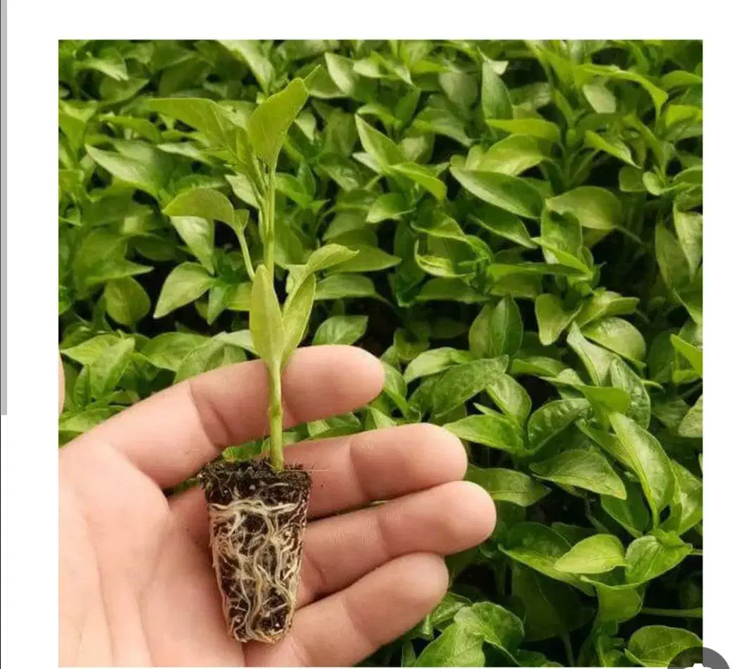 نشا فلفل دوتان|خدمات باغبانی و درختکاری|پاسارگاد, |دیوار