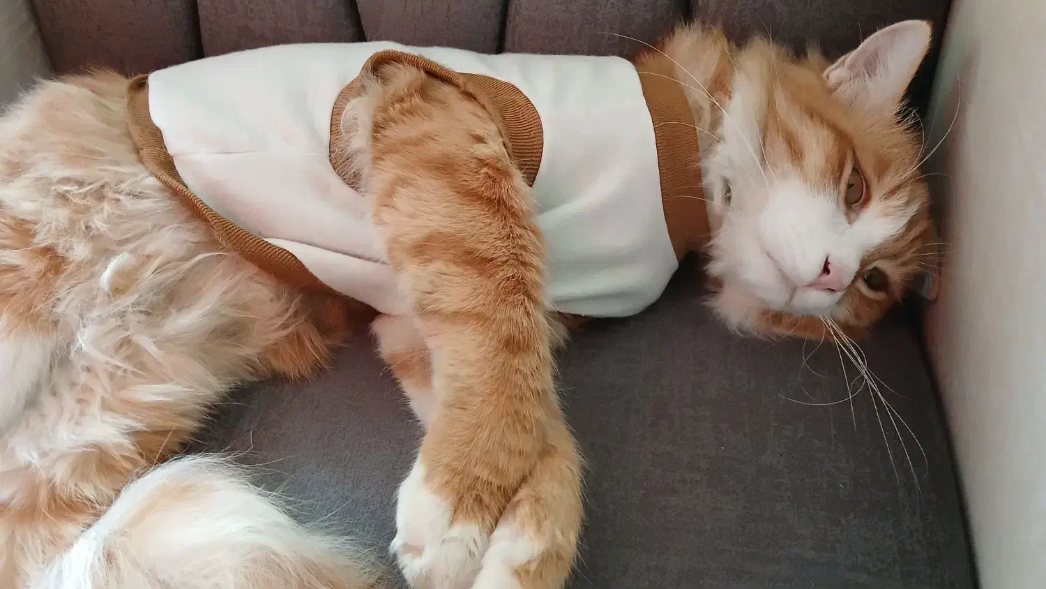 گربه|گربه|کرج, شهرک آسمان|دیوار