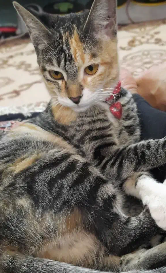 گربه گمشده|حیوانات|مشهد, کوه سنگی|دیوار