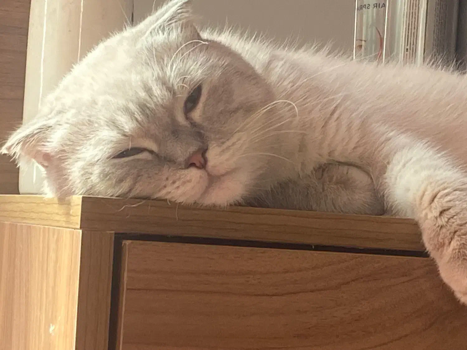 اسکاتیش فولد فوری|گربه|تهران, زاهد گیلانی|دیوار