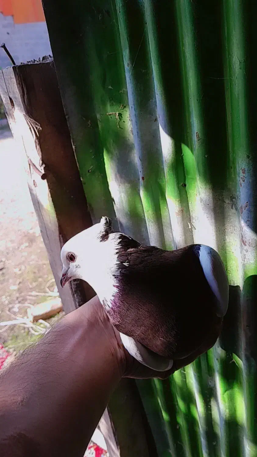 طوقماده|پرنده|رودبنه, |دیوار