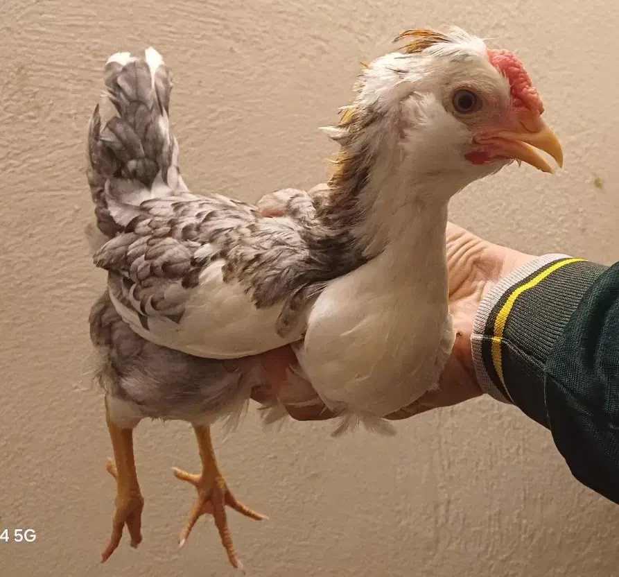 جوجه گلین|حیوانات مزرعه|گرگان, |دیوار