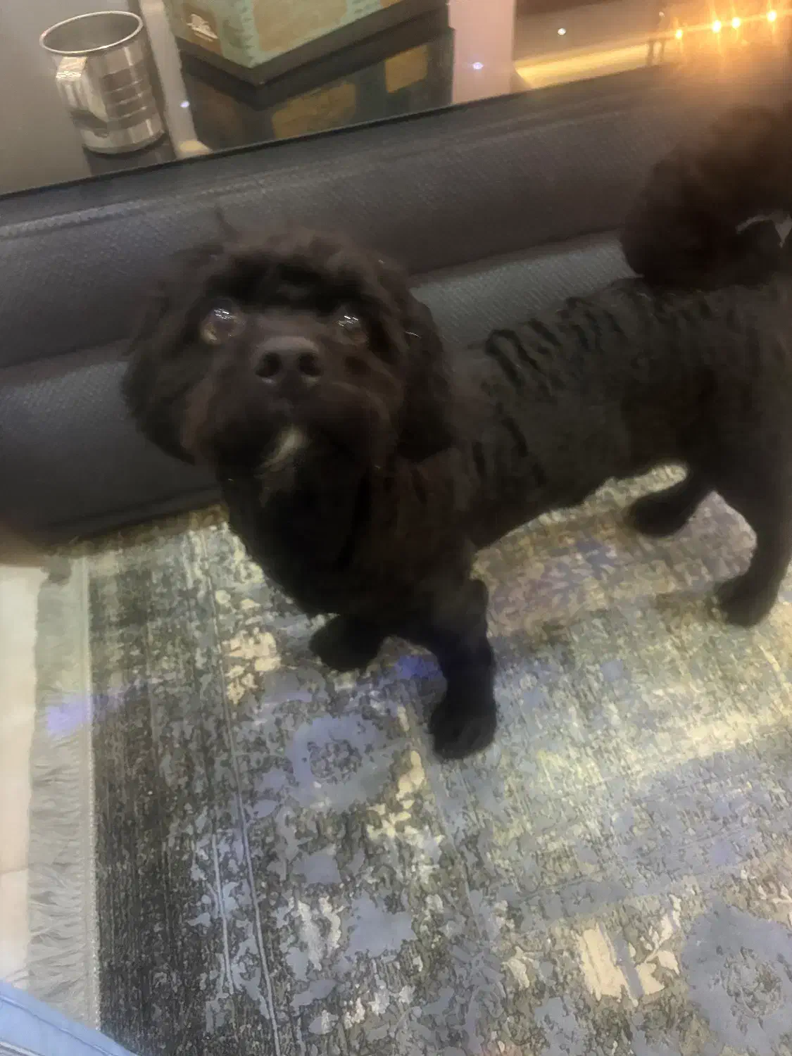 سگ پودل|سگ|شاهینشهر, شهرک ردانی پور|دیوار