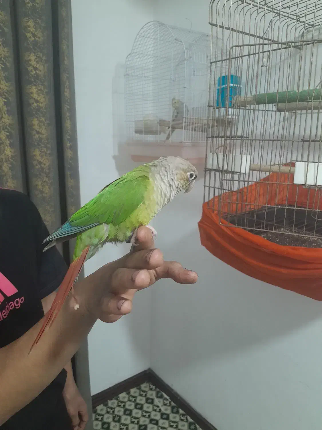 گرینچیک ۱ساله شیطون|پرنده|ماهدشت, |دیوار