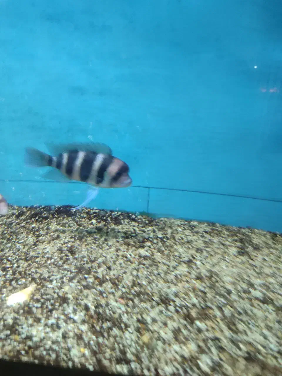 ۶عدد فرانتوزا اور سایز|ماهی|مشهد, چهاربرج|دیوار