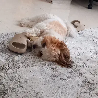 سگ خانگی|سگ|کرج, فاز ۲ مهرشهر|دیوار