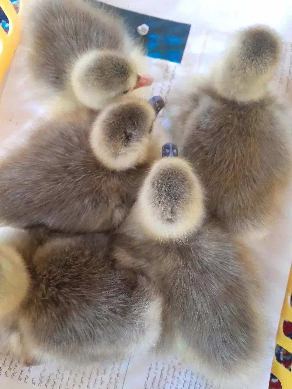 جوجه غاز|حیوانات مزرعه|گتاب, |دیوار