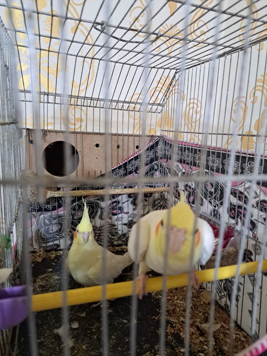 شادگان روستای توبچی|پرنده|شادگان, |دیوار