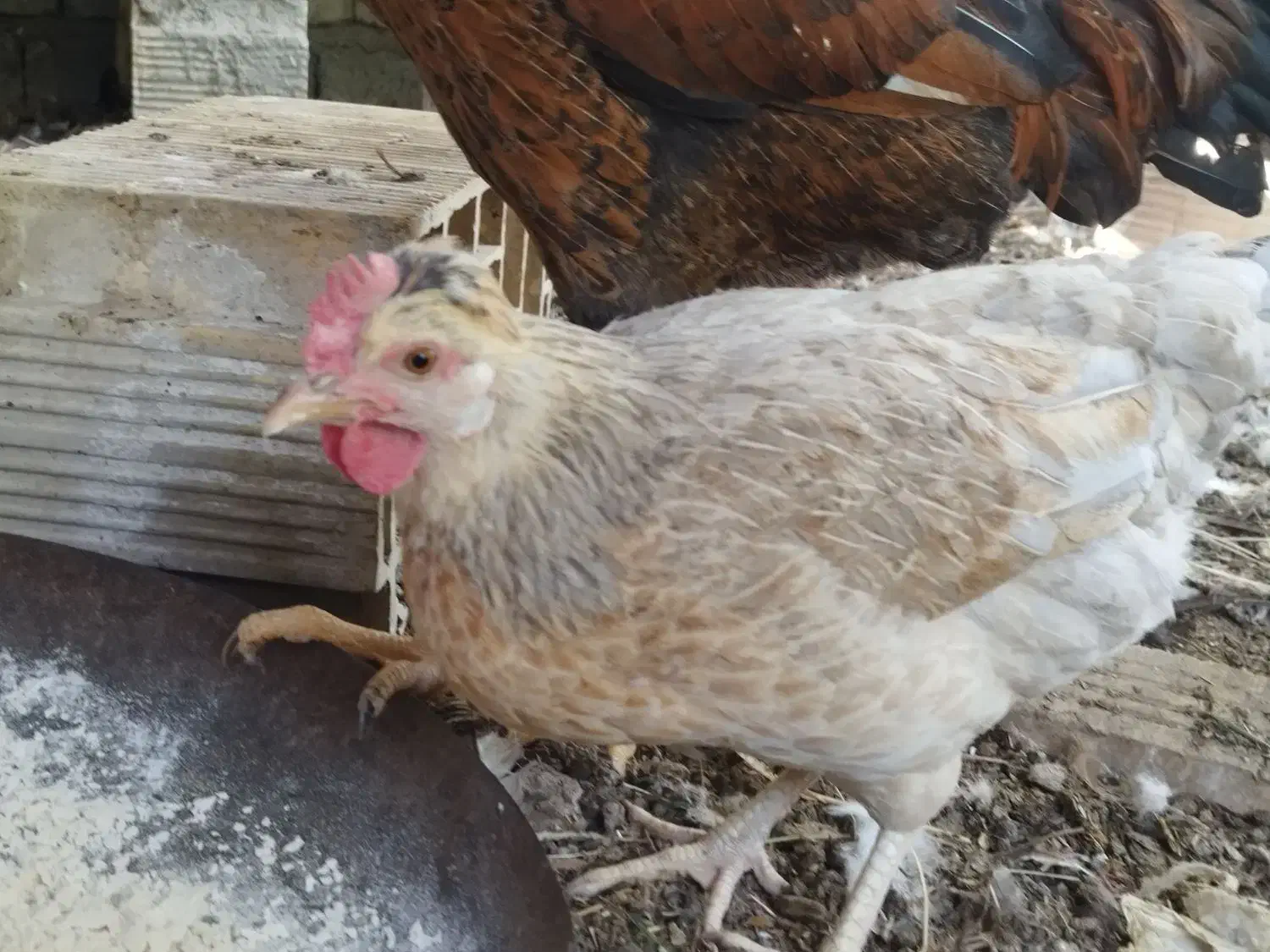 مرغ محلی|حیوانات مزرعه|حور, |دیوار