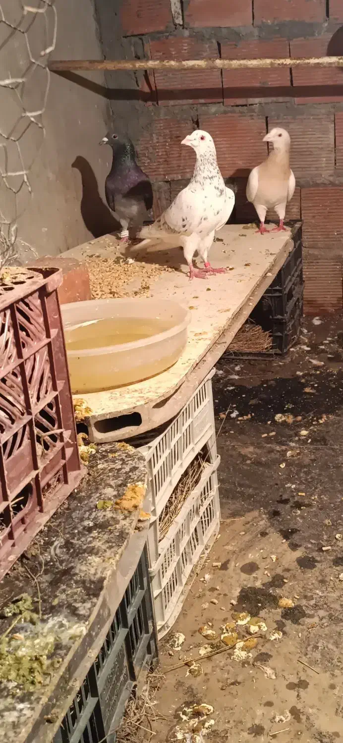 کبوتر|پرنده|مریوان, |دیوار