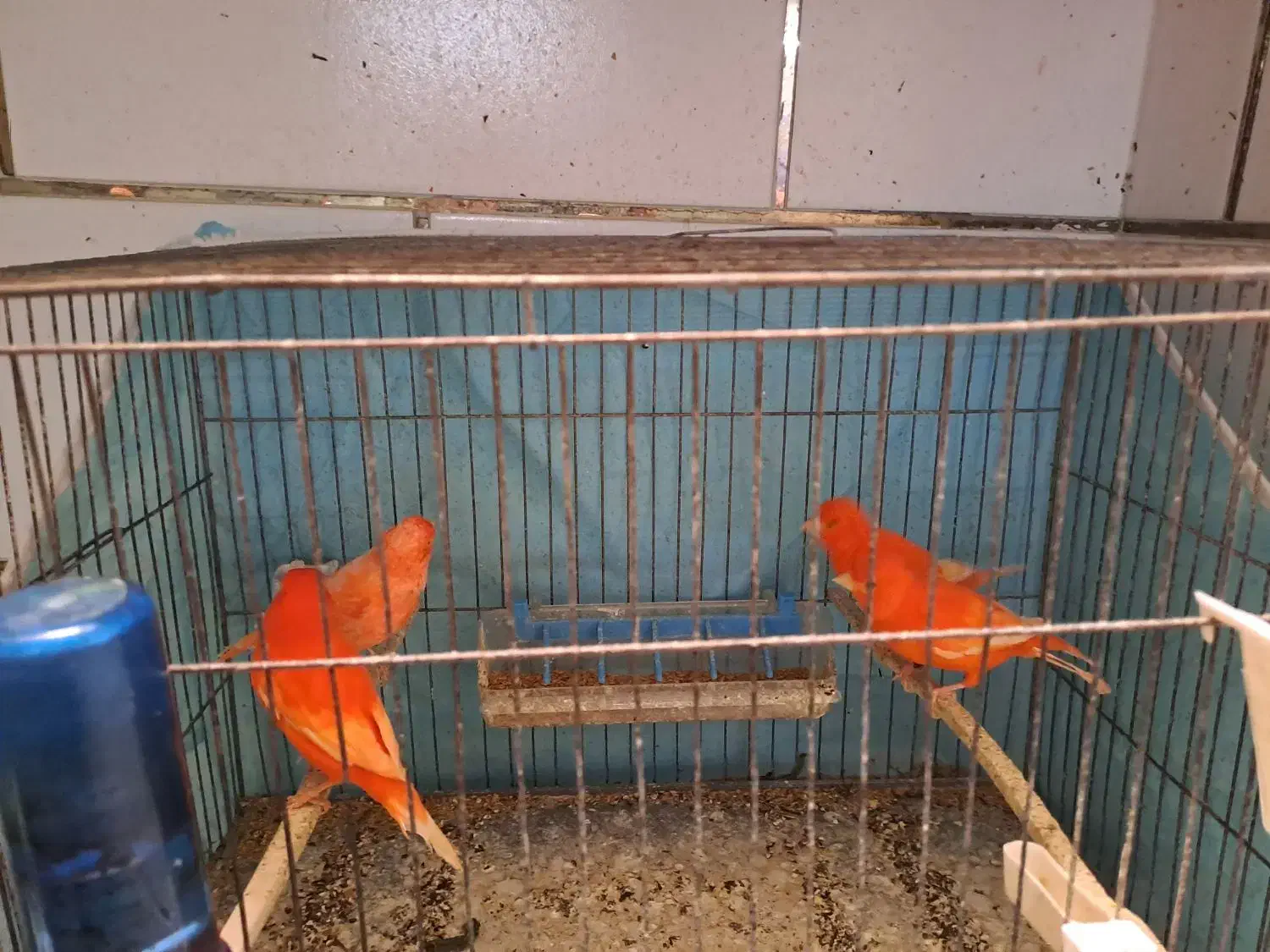 قناری رد فکتور|پرنده|بهبهان, |دیوار