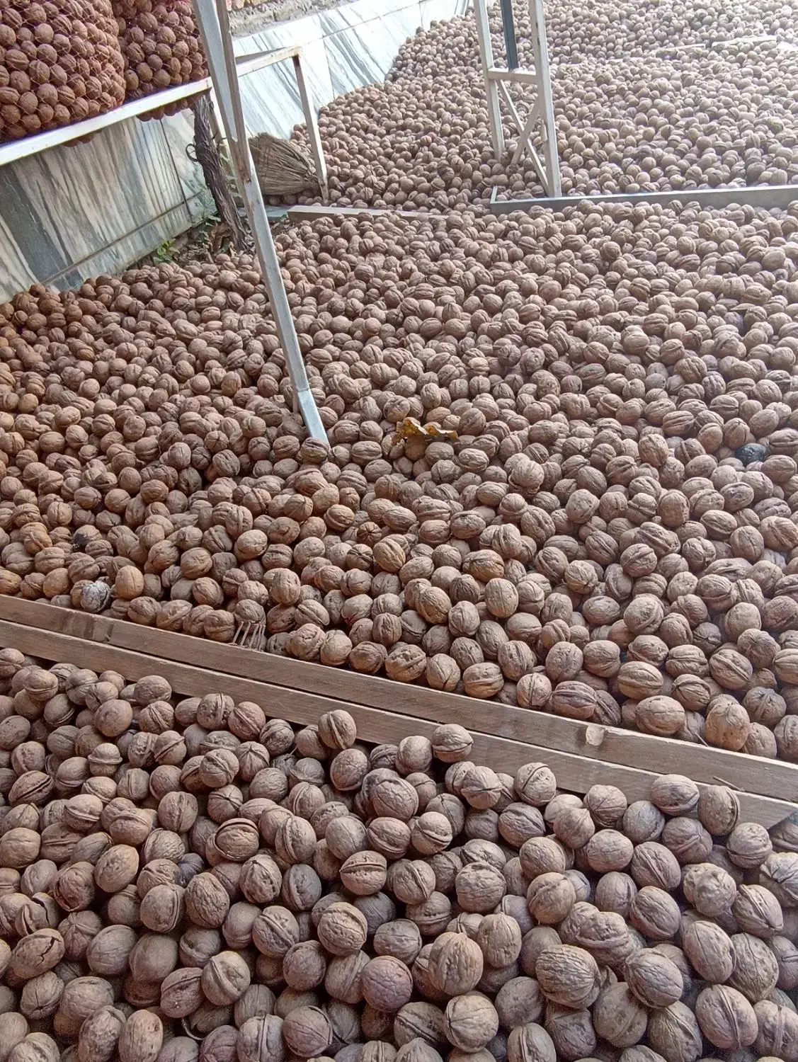 گردو اصل تویسرکان همدان   ارگانیک|خوردنی و آشامیدنی|تهران, میرداماد|دیوار