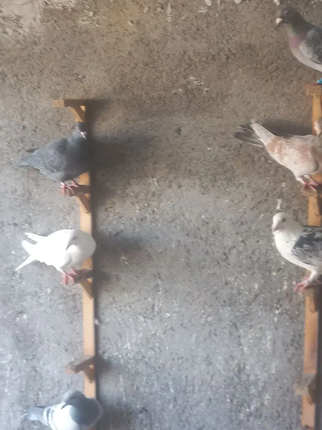 14 تا دیونه|پرنده|نیشابور, مازول|دیوار