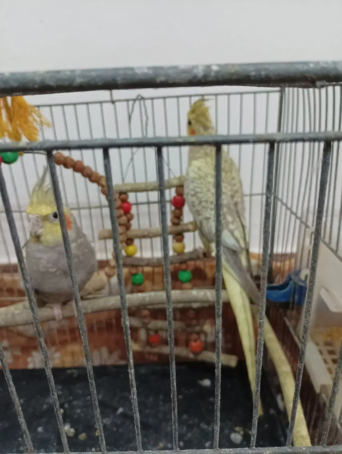 یک جفت عروس هلندی کنجدی|پرنده|آمل, |دیوار