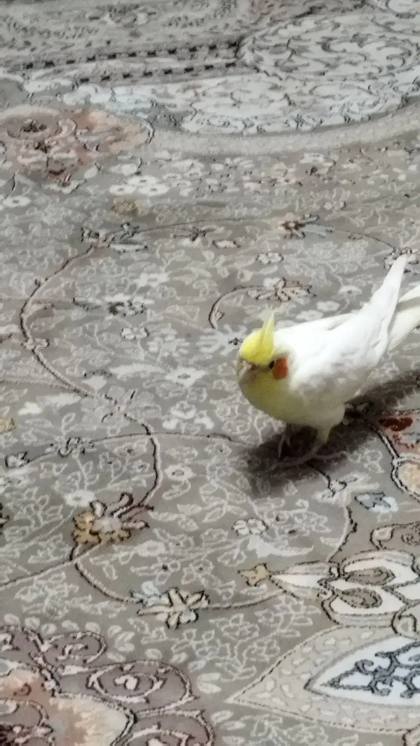 عروس هلندی شیطون|پرنده|تهران, بازار|دیوار