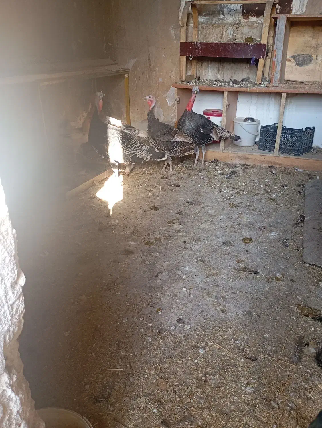 مرغ و خروس و بوقلمون|حیوانات مزرعه|بهبهان, |دیوار