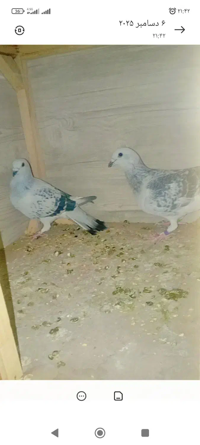 کفتر|پرنده|شریف‌آباد, |دیوار