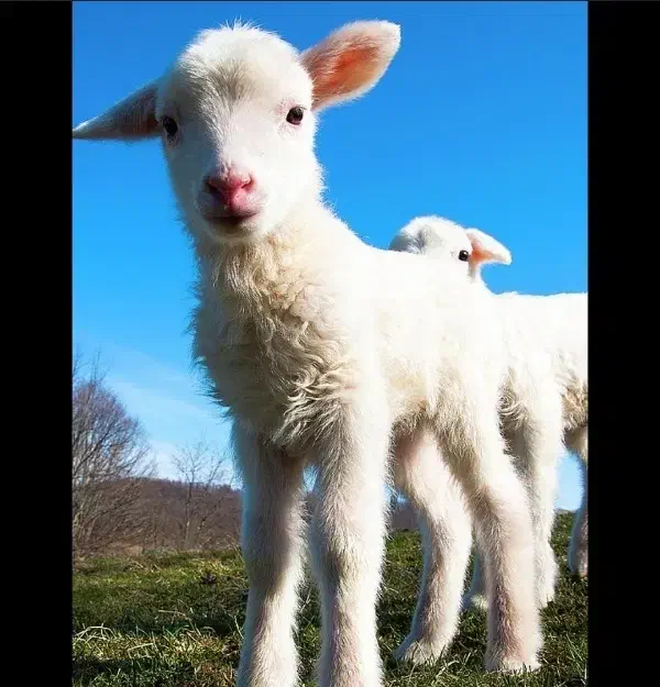 فروش بره سبک|حیوانات مزرعه|یاسوج, |دیوار