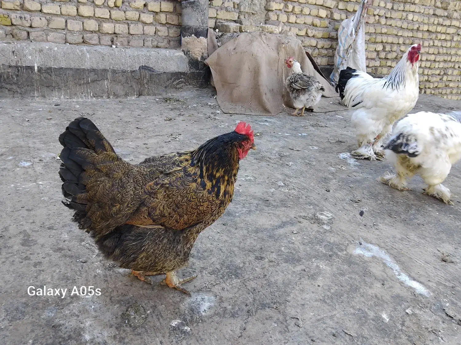 مرغ وخروس|حیوانات مزرعه|مشهد, نیزه|دیوار