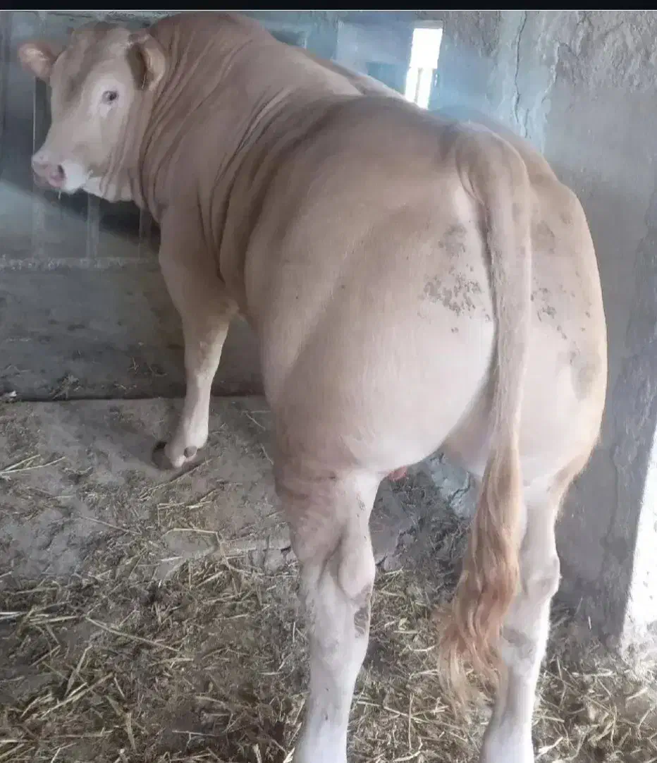 فروش گوساله سیمینتال پرواری جنس خالص|حیوانات مزرعه|جعفرآباد, |دیوار