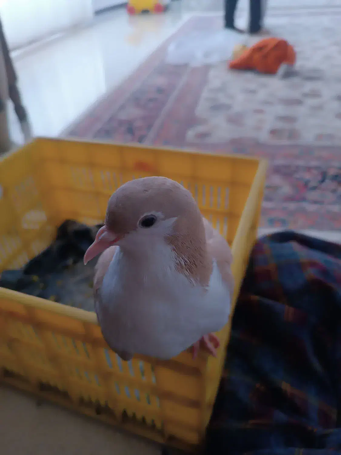 کبوتر سده|حیوانات|سبزوار, هویزه|دیوار