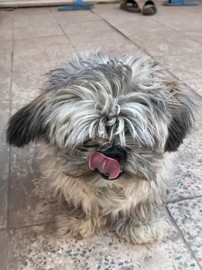 سگ یک ساله شیتزو اشپیتز|سگ|کرمان, |دیوار