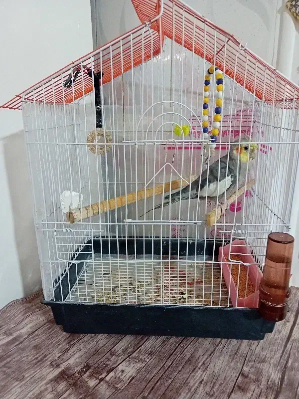 عروس هلندی|پرنده|بشاریات, |دیوار