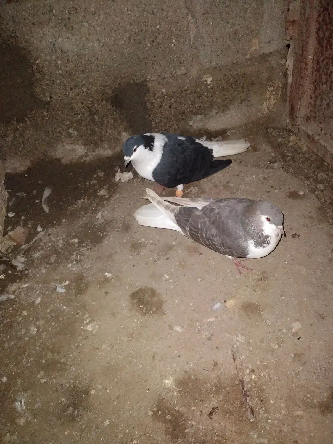 پرنده یا کبوتر|پرنده|شوش, |دیوار