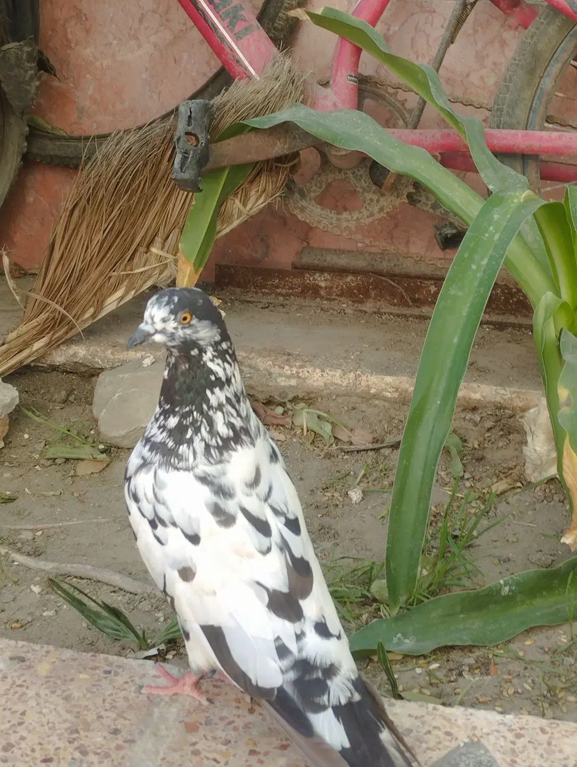 کفتر|پرنده|میناب, |دیوار