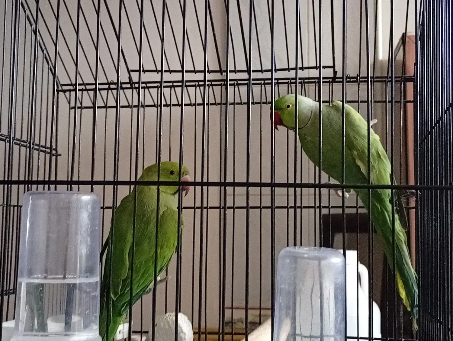 ملنگو واسکندر|پرنده|نهبندان, |دیوار