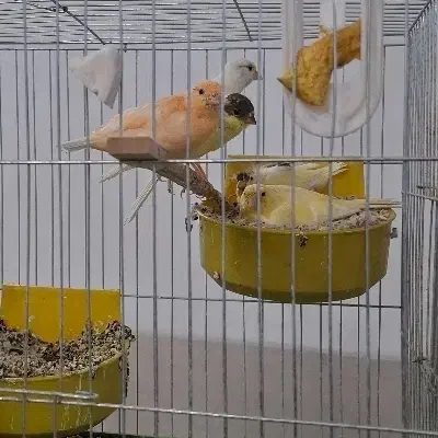 فروش قناری های خانگی|پرنده|اردکان, |دیوار