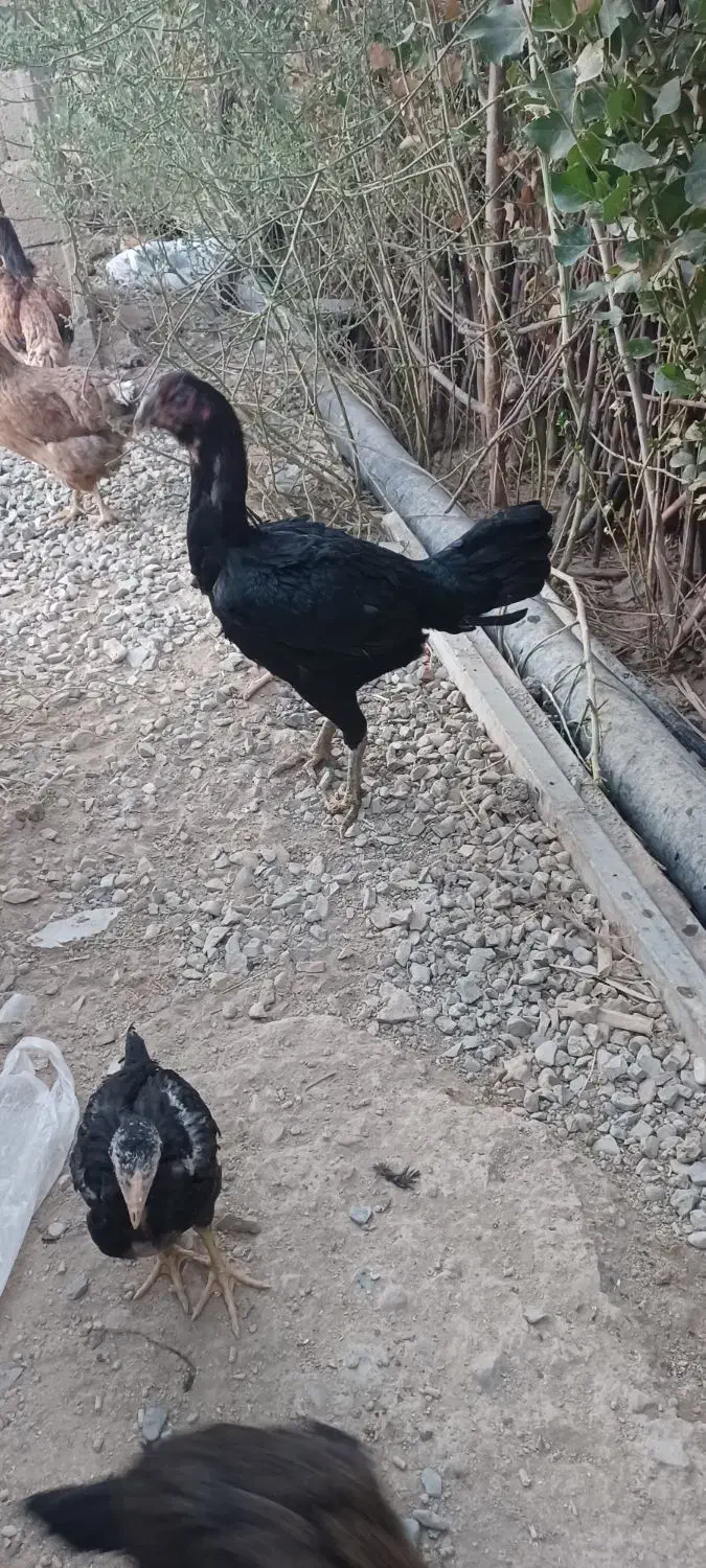 مرغ لاری شامو اوشامو افغان|حیوانات مزرعه|تهران, تهرانسر مرکزی|دیوار