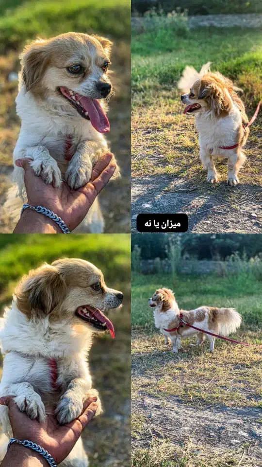 پاکوتا خوشکل ماده|سگ|رامیان, |دیوار