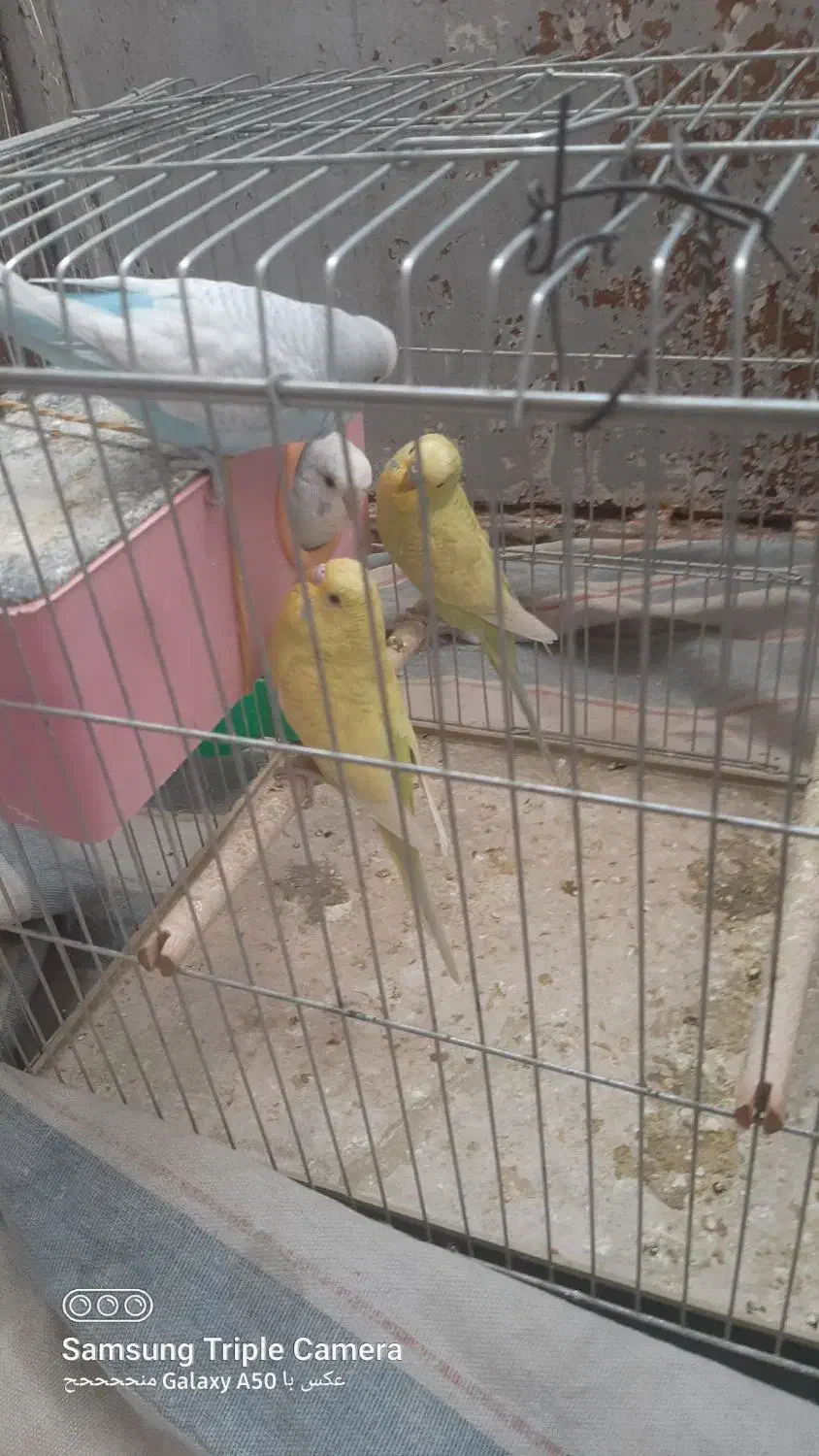 چهارتا مرغ عشق دوتا نر دوتا ماده یکیش رو تخمه|پرنده|یاسوج, |دیوار