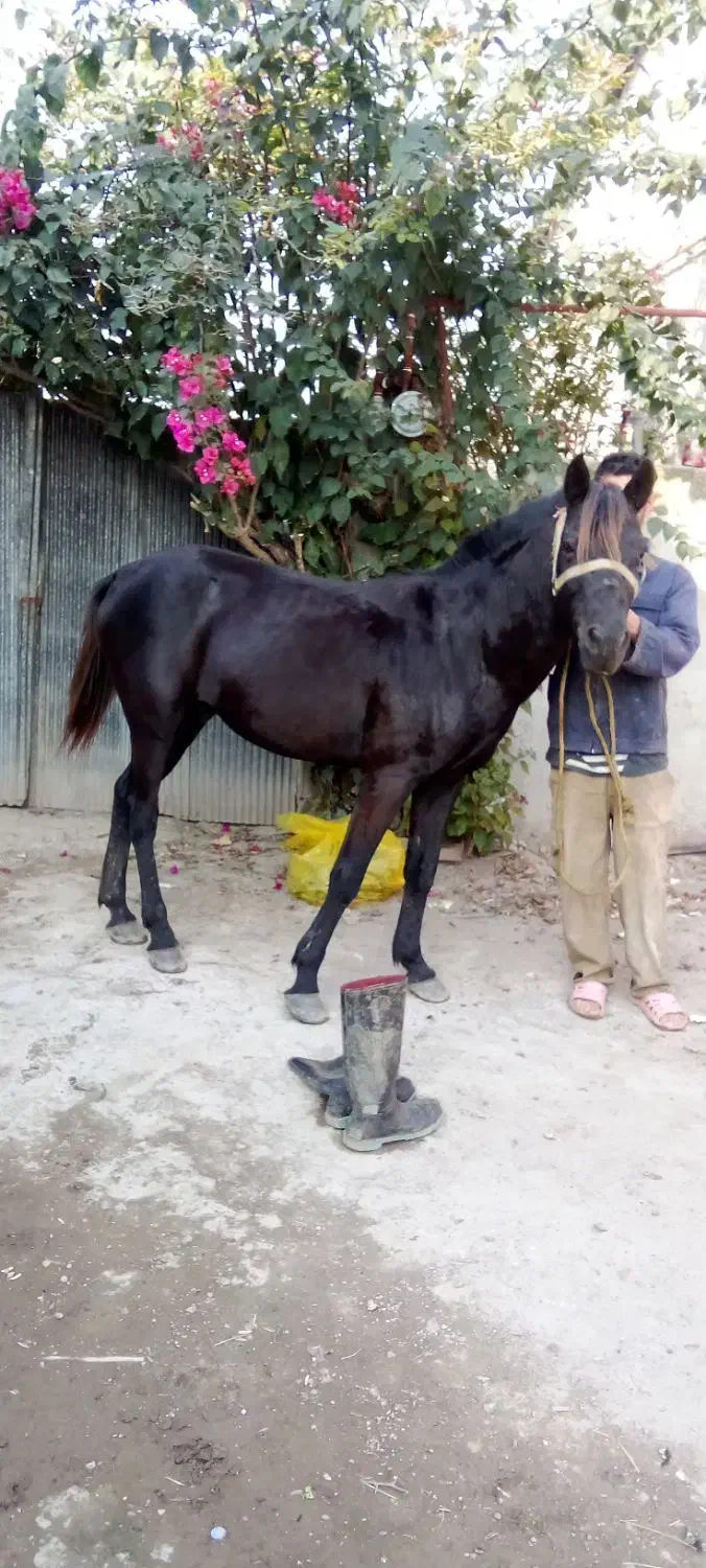 اسب نریان بنام باروت|اسب و تجهیزات اسب‌سواری|آستانه اشرفیه, |دیوار