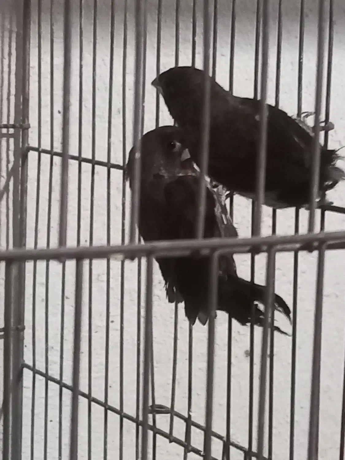 جفت بنگالی باتخم همراه قفس|پرنده|تبریز, |دیوار